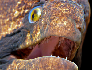 Close up of a black cheeked moray with evil intent. by Charles Wright 